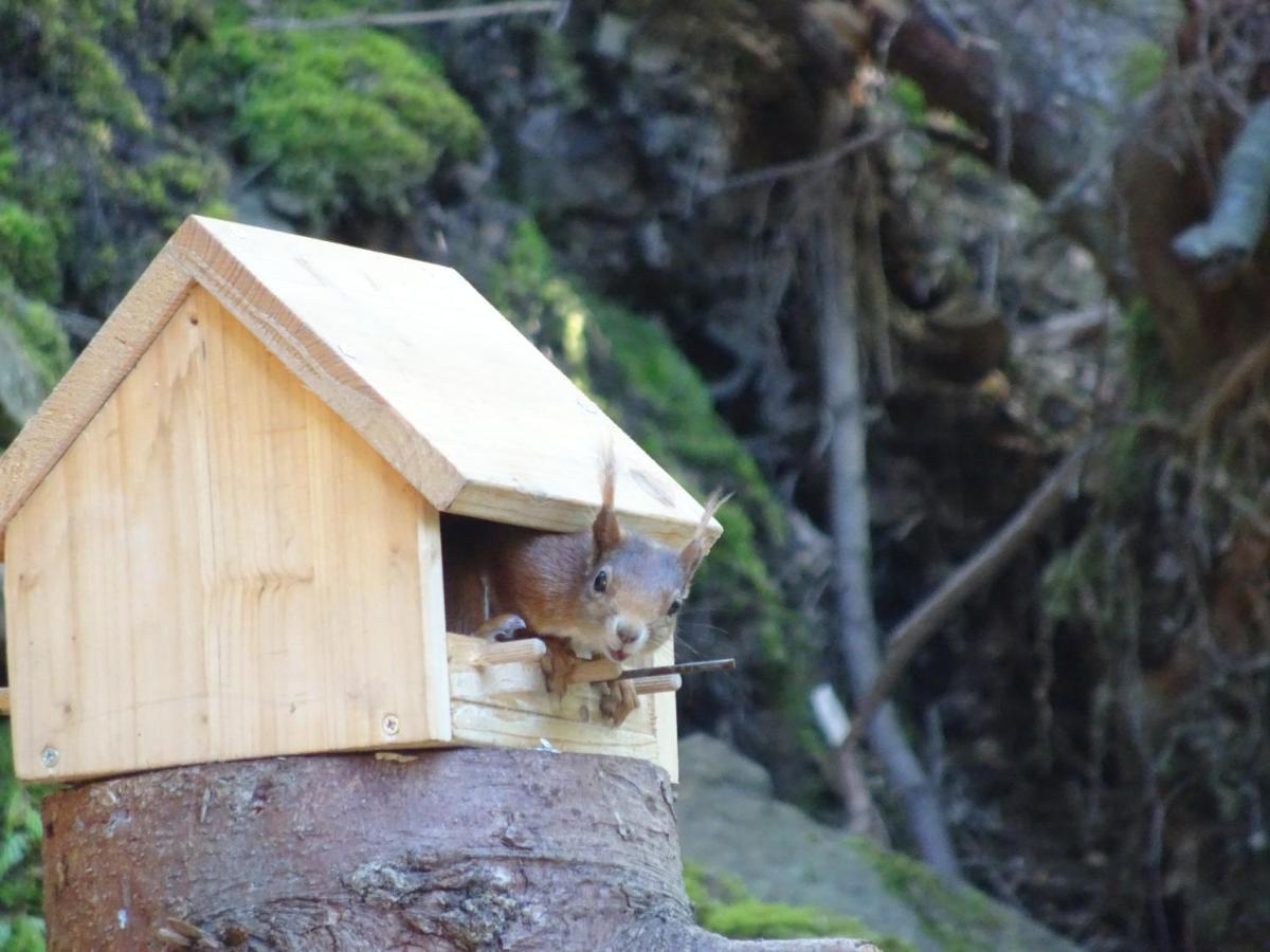 Waldurlaub Klingelborn Im Sauerland Lägenhet Balve Exteriör bild